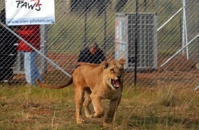 VIER PFOTEN - Stiftung für Tierschutz: VIER PFOTEN bringt sieben europäische Löwen nach Südafrika
