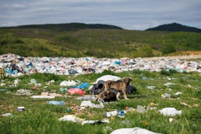 Au Kosovo, les chiens errants survivent au milieu des d&eacute;chets