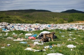 VIER PFOTEN - Stiftung f&uuml;r Tierschutz: Au Kosovo, les chiens errants survivent au milieu des d&eacute;chets
