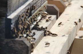 LOTTO Bayern: Es summt und brummt: Beste Lebensbedingungen für rund 150.000 Bienen auf dem Dach von LOTTO Bayern