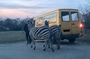 Polizeipräsidium Rheinpfalz: POL-PPRP: Ludwigshafen-Edigheim: Freilaufende Zebras halten Polizei auf Trab