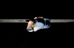 Polizeiinspektion Northeim: POL-NOM: Polizei rettet Katze auf Bundesstraße (Foto im Anhang)