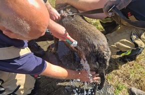 Feuerwehr Meerbusch: FW Meerbusch: Person in Sumpf eingesunken
