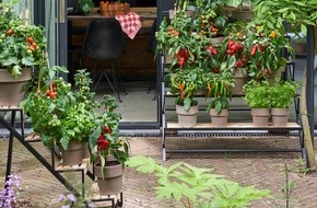 Blumenbüro: Mit frischer Ernte durch den Sommer / Schmackhafte Gartenzeit mit Obst-, Gemüse- und Olivenpflanzen