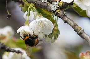 Albert-Ludwigs-Universit&auml;t Freiburg: Bienen und andere Best&auml;uber in Europa st&auml;rken: Neue Empfehlungen f&uuml;r EU-Renaturierungspl&auml;ne