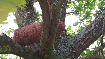 Polizeipräsidium Mittelhessen - Pressestelle Marburg-Biedenkopf: POL-MR: Finger weg beim Auffinden von verdächtigen Gegenständen - Zeuge findet im Baum abgelegte Granate;