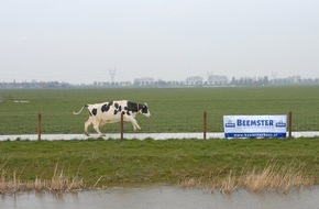 Beemster / Cono Kaasmakers: Nachhaltige Milcherzeugung nach "Caring Dairy": Beemster-Käsehersteller führt erstmalig nachhaltige Milchproduktion  in großem Stil ein