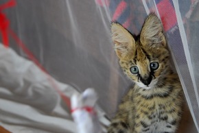 Liked to death: Wie soziale Medien den illegalen Wildtierhandel befeuern