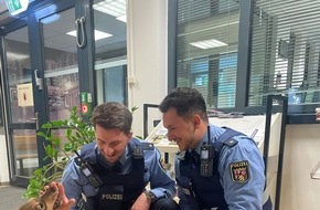 Polizeipräsidium Mainz: POL-PPMZ: Hundewelpe aus Rhein gerettet