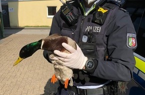 Polizei Mettmann: POL-ME: "Ente gut, alles gut!" - Tierischer Einsatz für die Polizei - Heiligenhaus - 2103124