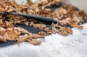 Oehler Web: Die Gefahren für Ihr Auto im Herbst – Laubbäume und Feuchtigkeit können Ihrem Auto schaden
