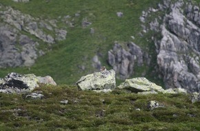 VIER PFOTEN - Stiftung für Tierschutz: Ruhe für Wildtiere - VIER PFOTEN zum tierfreundlichen Aufenthalt in der Natur (Bild)