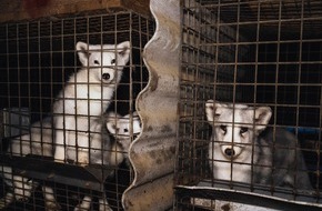 VIER PFOTEN - Stiftung für Tierschutz: Historische Chance für die EU, Pelzfarmen ein für alle Mal zu verbieten