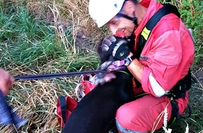 Feuerwehr Essen: FW-E: Riesenschnauzer auf Abwegen, Höhenretter seilt sich 15 Meter ab und rettet "Holly"