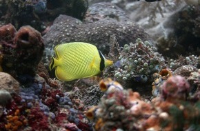 Leibniz-Zentrum für Marine Tropenforschung GmbH: Die Schönheit von Fischgemeinschaften in Riffen der Welt schützen