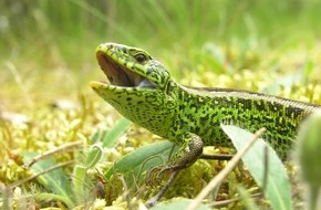Deutsche Bundesstiftung Umwelt (DBU): Reptil des Jahres 2020 - Seltene Zauneidechse findet Lebensraum auf DBU-Naturerbefläche Wahner Heide