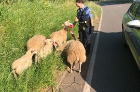 Polizeidirektion Landau: POL-PDLD: Burrweiler - Polizei fängt Schafe ein