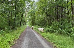 Polizeipr&auml;sidium Mannheim: POL-MA: Heidelberg: tierische Vatertagswanderung mit Polizeibegleitung