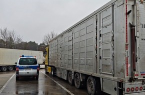 Polizeidirektion Hannover: POL-H: Polizei &uuml;berpr&uuml;ft Tiertransporte auf der Autobahn