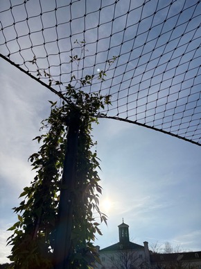 R&uuml;ckkehr der Natur in die Stadt