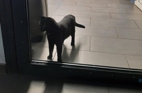 Bundespolizeidirektion München: Bundespolizeidirektion München: Tierischer Einsatz am Hauptbahnhof / Bundespolizei hilft Mensch und Tier