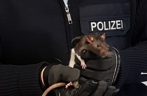 Bundespolizeidirektion München: Bundespolizeidirektion München: Mit Ratte aber ohne Ticket im Zug / Betrunkener tritt Jugendlichen und greift Bundespolizisten an