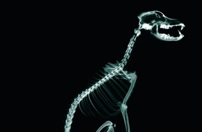 Gesellschaft Schweizer Tierärztinnen und Tierärzte (GST): SVS: Première campagne d'image pour les vétérinaires suisses