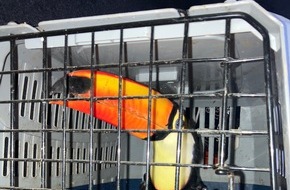 Polizeidirektion Hannover: POL-H: Geschützte Tierarten bei Verkehrskontrolle auf der Autobahn (A) 2 entdeckt