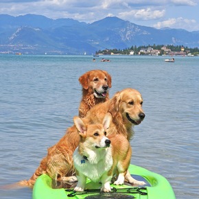 Campingurlaub am Gardasee mit Hund