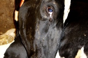 SOKO Tierschutz e.V.: Ein Jahr nach dem Tierschutzskandal Bad Grönenbach: Das Leid der Kühe geht weiter und der Staat schwächelt angesichts der Agroindustrie