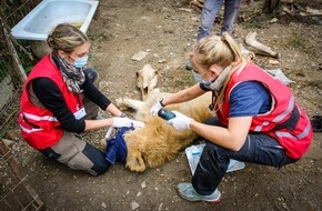 VIER PFOTEN - Stiftung für Tierschutz: Après un voyage à travers toute l’Europe, sept lions sauvés arrivent dans un refuge aux Pays-Bas