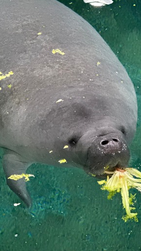 Bradenton Gulf Islands: Wo Natur und Umweltschutz die Reise bestimmen