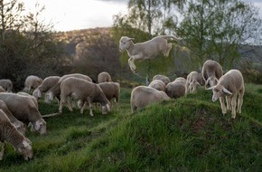 VIER PFOTEN - Stiftung für Tierschutz: Hugo Boss sort du troupeau