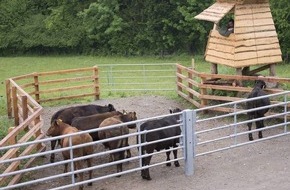 VIER PFOTEN - Stiftung für Tierschutz: Enfin une percée dans les méthodes d'abattage: les animaux ont désormais le droit de mourir là où ils sont nés