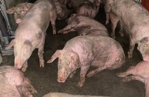 SOKO Tierschutz e.V.: SOKO Tierschutz deckt Tierqual im Metzger-Schlachthof auf: Katastrophale Zustände im Schlachthof Gärtringen