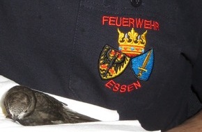 Feuerwehr Essen: FW-E: Tierischer Einsatz für die Feuerwehr Essen - Höhenretter machen den Weg für "Flugkünstler" wieder frei