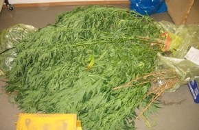 Polizeidirektion Göttingen: POL-GOE: (1195/2008) Interessante Entdeckung während Streifenfahrt - Cannabisplantage in Garten entdeckt