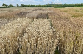 Universität Hohenheim: Mi 13. Juli: Feld- und Fachtag Urgetreide