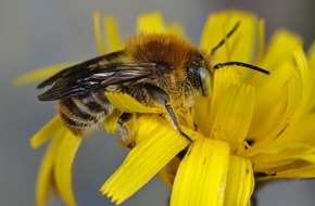 BUND: ++ Ökotipp: Wildbienen: Weniger tun, mehr lassen – So gelingt der bienenfreundliche Garten ++