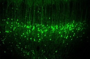 Albert-Ludwigs-Universität Freiburg: Neue Erkenntnisse zu neuronalen Aktivitäten im sensomotorischen Kortex