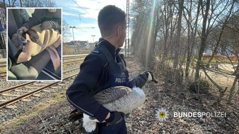 Bundespolizeidirektion München: Bundespolizeidirektion München: Verletzte Gans geborgen: "Schlotti" von Bundespolizei in Tierklinik verbracht