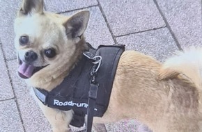 Kreispolizeibeh&ouml;rde Heinsberg: POL-HS: Hund entwendet / Zeugen gesucht