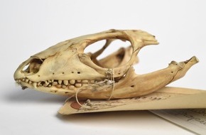 Polizeipräsidium Frankfurt am Main: POL-F: 141028 - 728 Frankfurt-Westend: Nachtrag zur Meldung Nummer 141015 - 696 - Diebstahl aus Naturmuseum