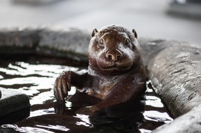 Skulpturen überfallen Bahnhof Arth-Goldau