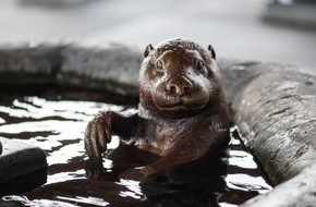 Natur- und Tierpark Goldau: Skulpturen überfallen Bahnhof Arth-Goldau