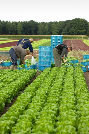 Lizenzfreie Fotos von der Bonduelle Salatproduktion / Der Salat- und Gemüsespezialist Bonduelle gibt Einblick in die Produktion der Freshcut Salate: &quot;Vom Feld in die Tüte&quot;