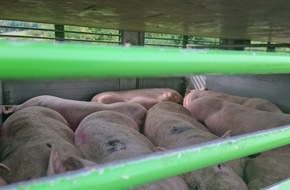 Polizeiinspektion Nienburg / Schaumburg: POL-NI: Überhitzte Schweine auf Transporter