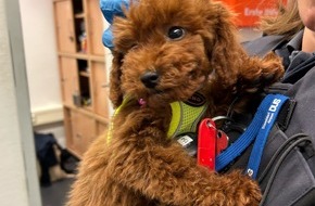 Hauptzollamt D&uuml;sseldorf: HZA-D: Zoll &uuml;bergibt deutlich zu jungen Hund mit gef&auml;lschten Papieren an Tierheim / Reisende am Flughafen D&uuml;sseldorf wollte Hund am Zoll vorbeischmuggeln