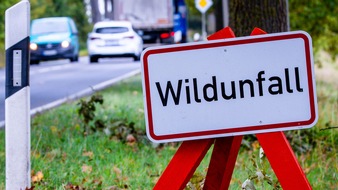 LVM Versicherung: Herbst auf der Stra&szlig;e: Wer zahlt bei Wildunf&auml;llen?