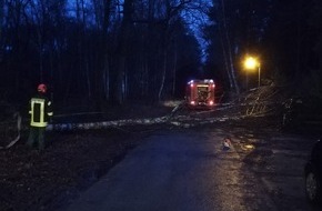 Feuerwehr Flotwedel: FW Flotwedel: Baum droht auf Fahrbahn zu stürzen